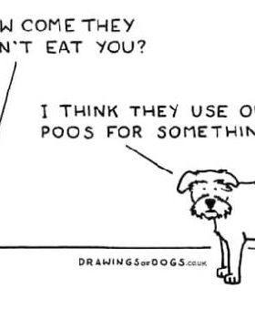 Dogs