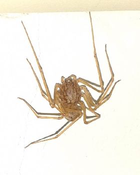 strange spider