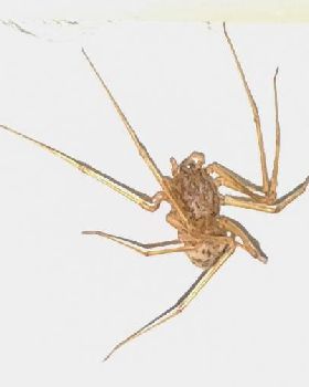 spider 6hrs later