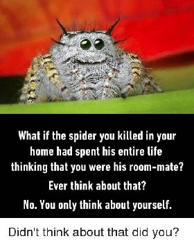 what-if-the-spider-you-killed-in-your-home-had-3706817