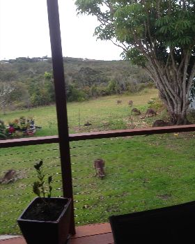 frequent visitors- good lawn mowers