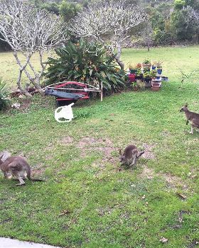 frequent visitors- good lawn mowers