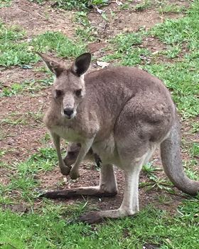 frequent visitors- good lawn mowers
