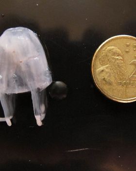 Irukandji jellyfish