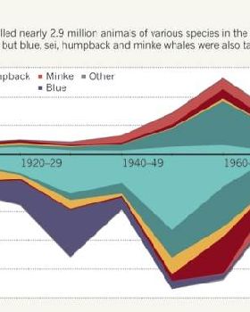 Whales