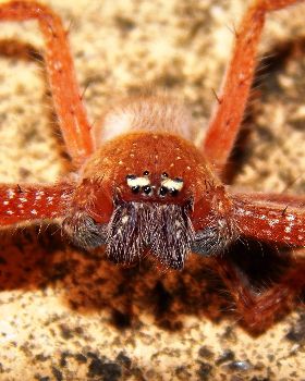 Badged Huntsman