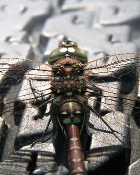 Dragon Fly 2