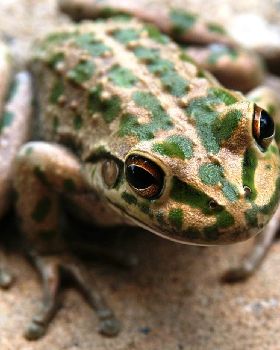 Motorbike Frog WA