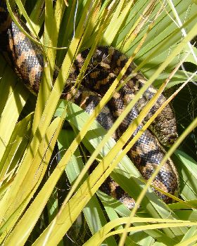 Carpet Python in a Pandanus