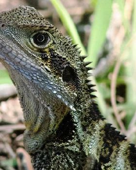 Water Dragon 2