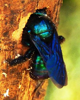 Blue Carpenter Bee