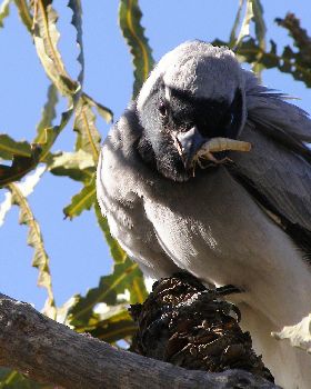 Cuckoo shrike with grasshopper