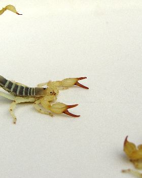 Scorpions