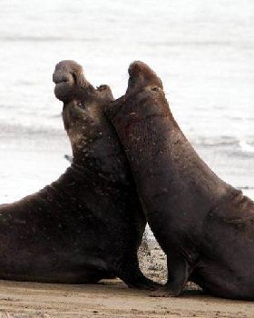 cali seals fight12