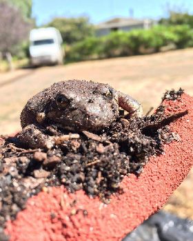 frog