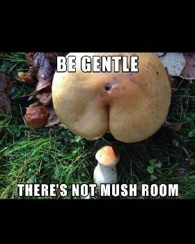 mush room