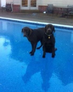 positive-and-funny-swimming-pool-dogs-ice-595x425