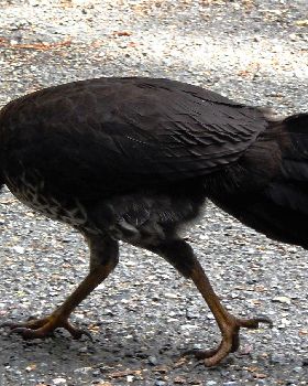 Brush Turkey 1