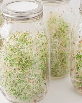 Alfalfa in 4 cylinders
