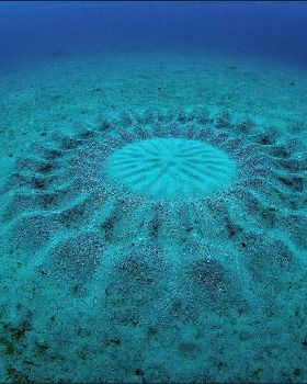Puffer fish