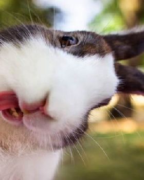 selfie virus detected in animals they look better than humans too 640 21