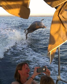 Dolphins