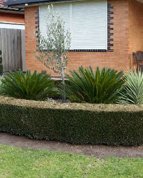 Round-Box-Hedge-with-Yuccas-Cycads-and-Olive