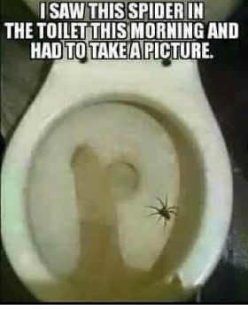 i-saw-this-spider-in-the-toilet-thismorning-and-hadto-4132731