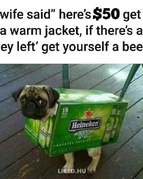 Dog jacket