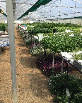 alyssum