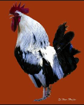 chooky