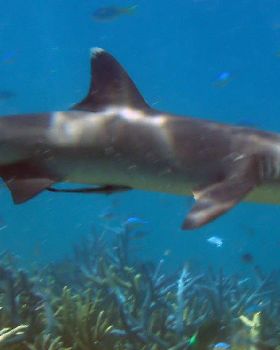 Reef Shark