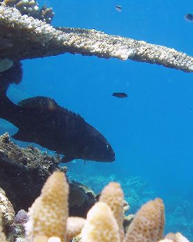 Reef