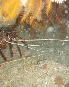 western rock lobster