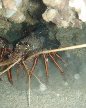 western rock lobster