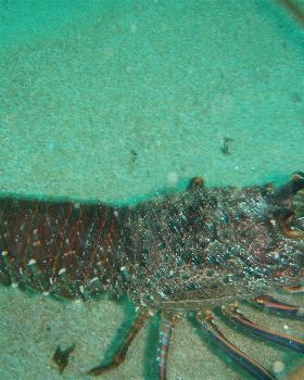 western rock lobster