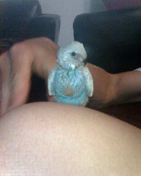 My pet bird