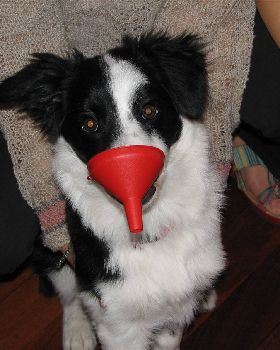 Our Dog