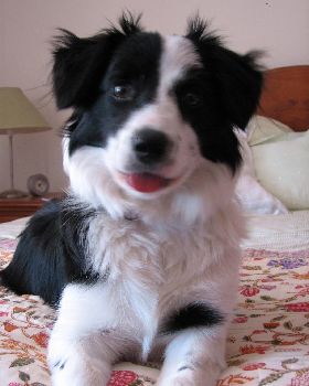 Our Dog