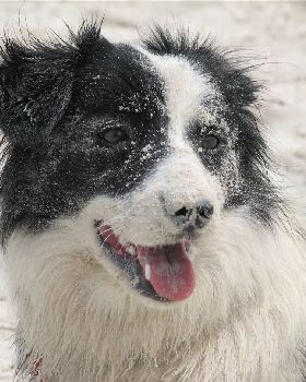 Our Dog