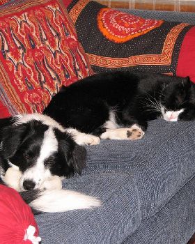 The dog