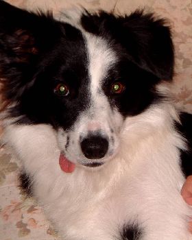 The dog