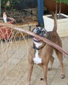 buster the gardener