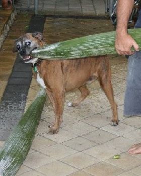 buster the gardener