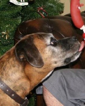 buster the gardener