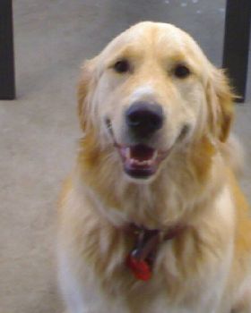 My Dawg