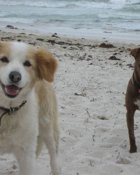 my doggies