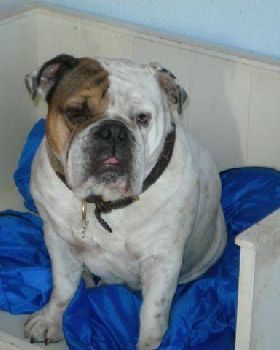 My Dog