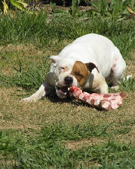 Daisy-Mae, our staffy enjoying morning tea