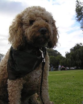 milo